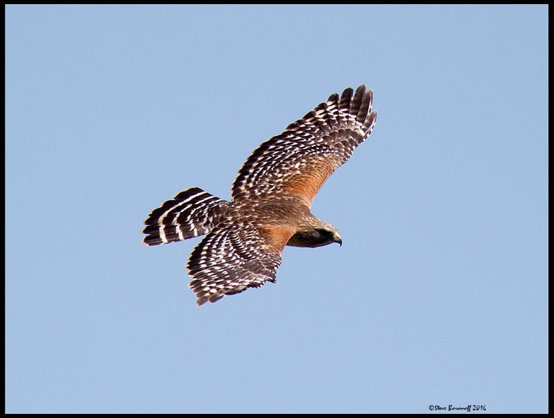 _6SB0107 red-shouldered hawk.jpg